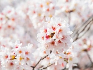 桜をパッと咲かせますか？